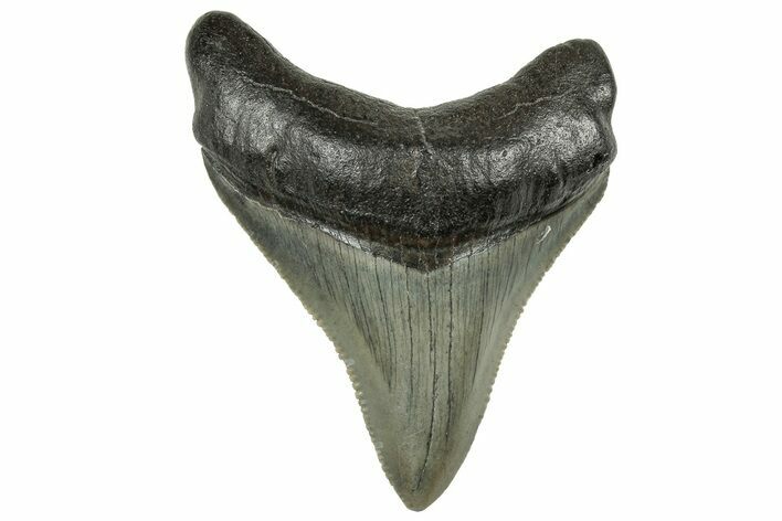 Serrated, Juvenile Megalodon Tooth - South Carolina #325191